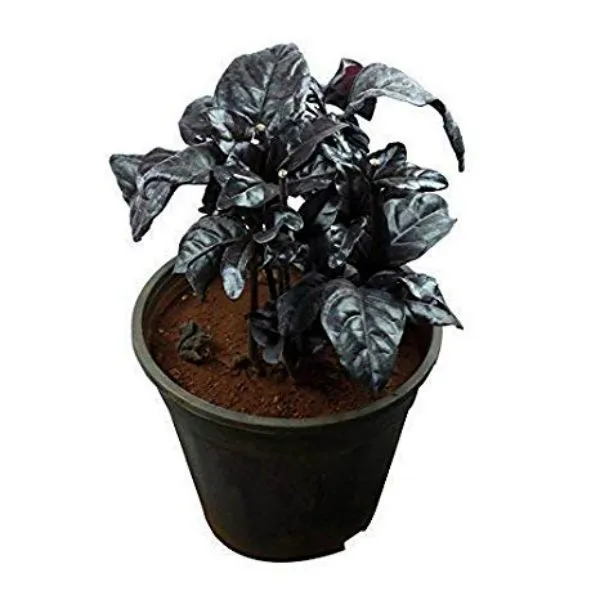 Eranthemum_Nigrum_Default_Title