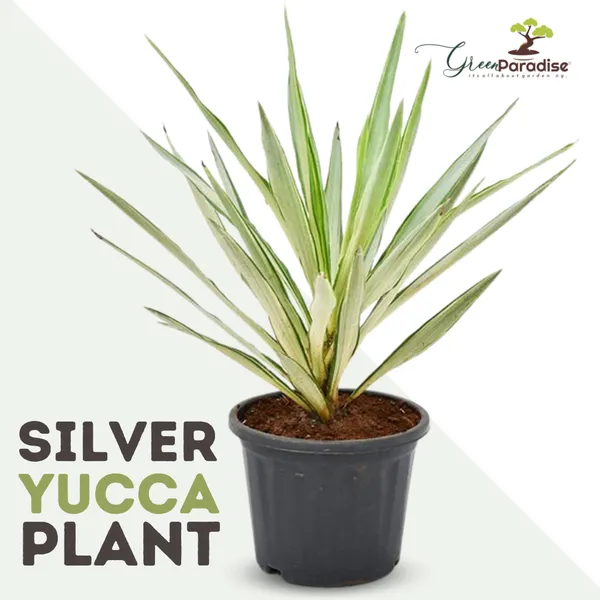 Silver_Yucca_Plant_Default_Title