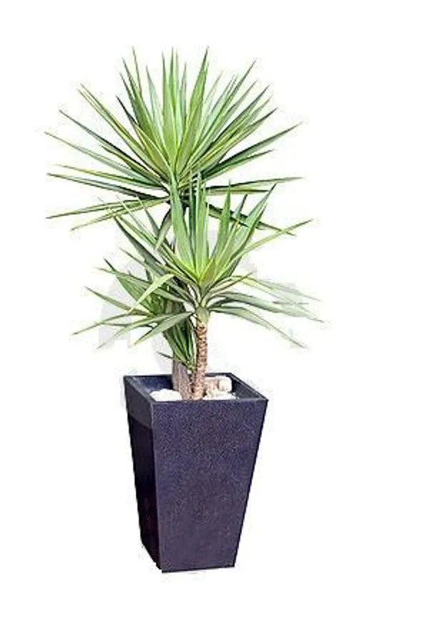 Silver_Yucca_Plant_Default_Title
