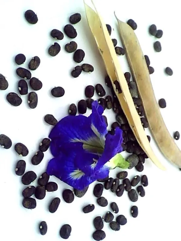 Green_Paradise_Clitoria_Ternatea_Aparajita_Double_Petal_Butterfly_Pea_Flower_Pack_Of_10_Seeds_Default_Title
