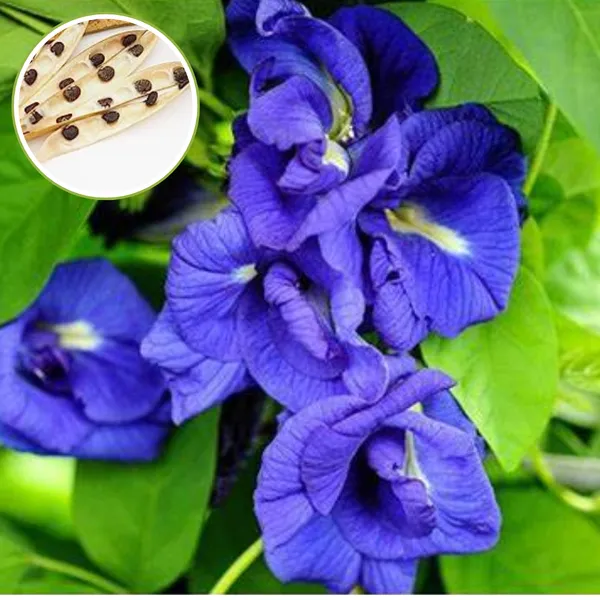 Green_Paradise_Clitoria_Ternatea_Aparajita_Double_Petal_Butterfly_Pea_Flower_Pack_Of_10_Seeds_Default_Title