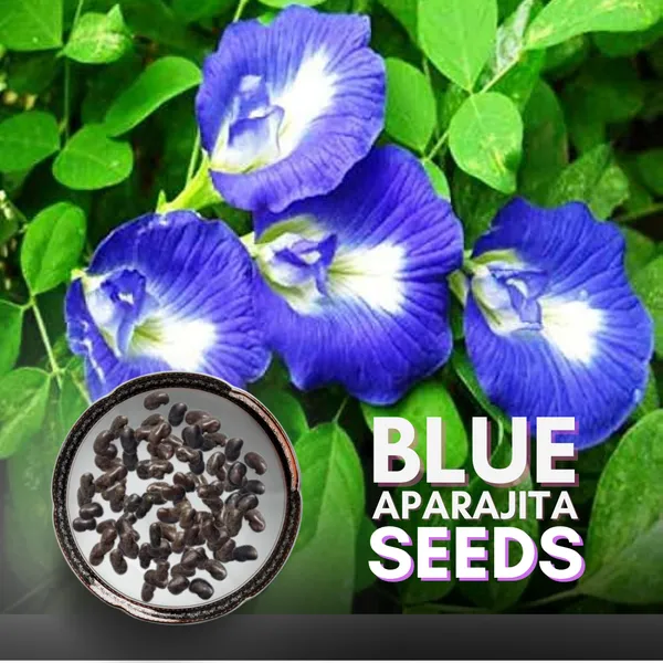 Green_Paradise_Clitoria_Ternatea_Aparajita_Double_Petal_Butterfly_Pea_Flower_Pack_Of_10_Seeds_Default_Title