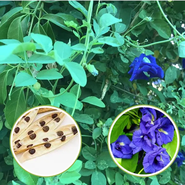 Green_Paradise_Clitoria_Ternatea_Aparajita_Double_Petal_Butterfly_Pea_Flower_Pack_Of_10_Seeds_Default_Title