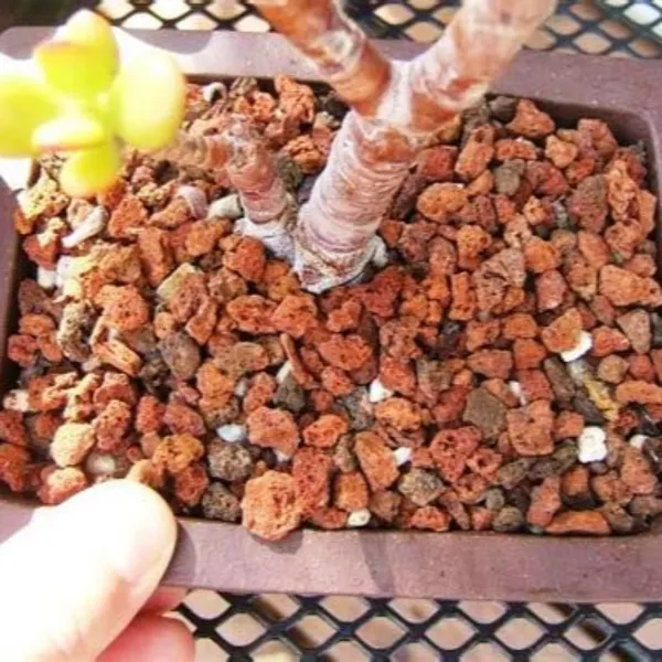 Green_Paradise_Porous_Rocks_For_Soilmix_In_Bonsai_Succulents_And_Adenium_Plants_3kg_Package_Default_Title
