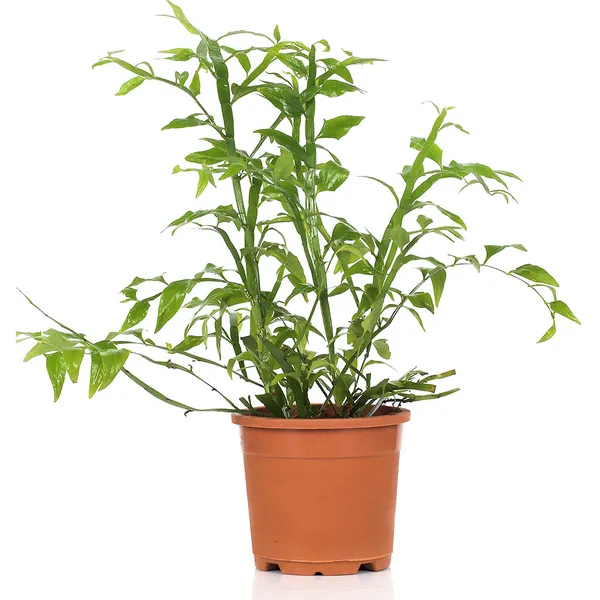 Green_Paradise_Exotic_Amazon_Fern_Plant_Default_Title