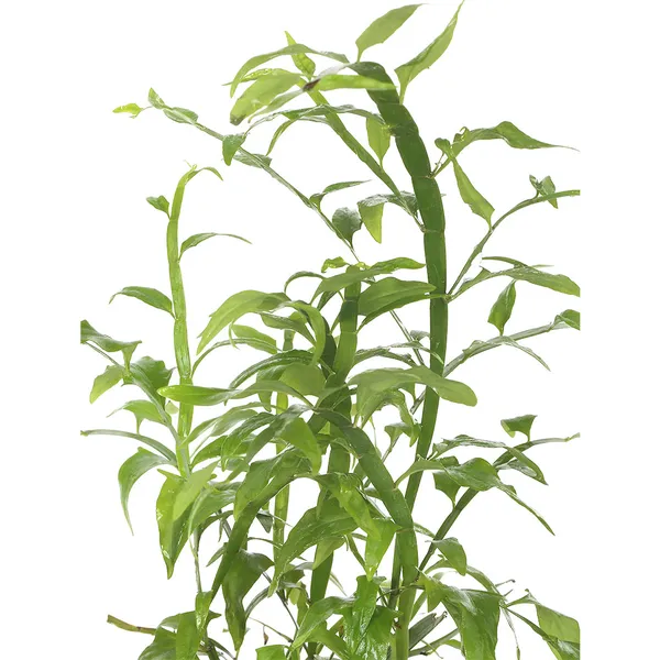 Green_Paradise_Exotic_Amazon_Fern_Plant_Default_Title