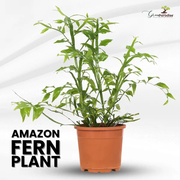 Green_Paradise_Exotic_Amazon_Fern_Plant_Default_Title