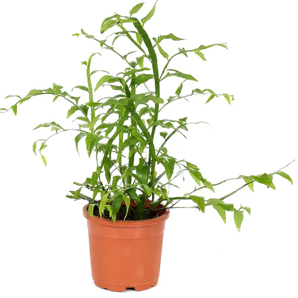 Green_Paradise_Exotic_Amazon_Fern_Plant_Default_Title
