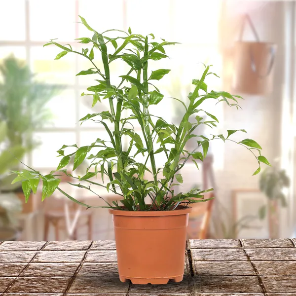 Green_Paradise_Exotic_Amazon_Fern_Plant_Default_Title