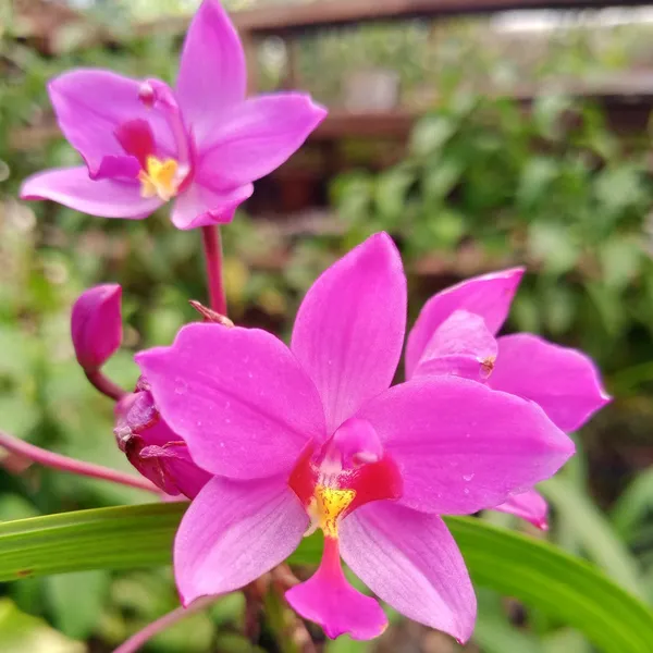 Purple_Ground_Orchid_Bletilla_Purple_Flowering_Plant_Default_Title