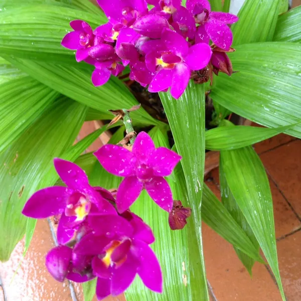 Purple_Ground_Orchid_Bletilla_Purple_Flowering_Plant_Default_Title