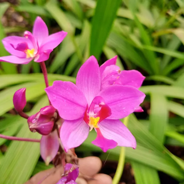 Purple_Ground_Orchid_Bletilla_Purple_Flowering_Plant_Default_Title
