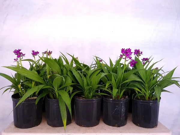 Purple_Ground_Orchid_Bletilla_Purple_Flowering_Plant_Default_Title