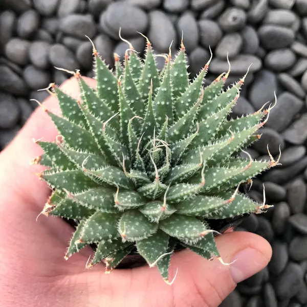 Aloe_Haworthioid_Live_Plant_Default_Title
