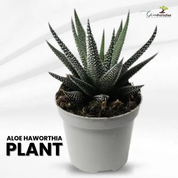 Aloe_Haworthioid_Live_Plant_Default_Title