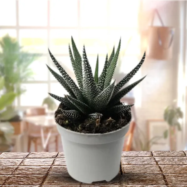 Aloe_Haworthioid_Live_Plant_Default_Title