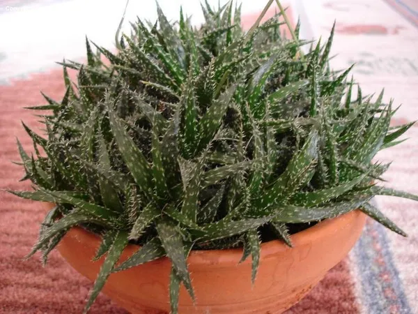 Aloe_Haworthioid_Live_Plant_Default_Title
