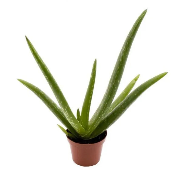 Mini_Aloe_Vera_Live_Plant_Default_Title