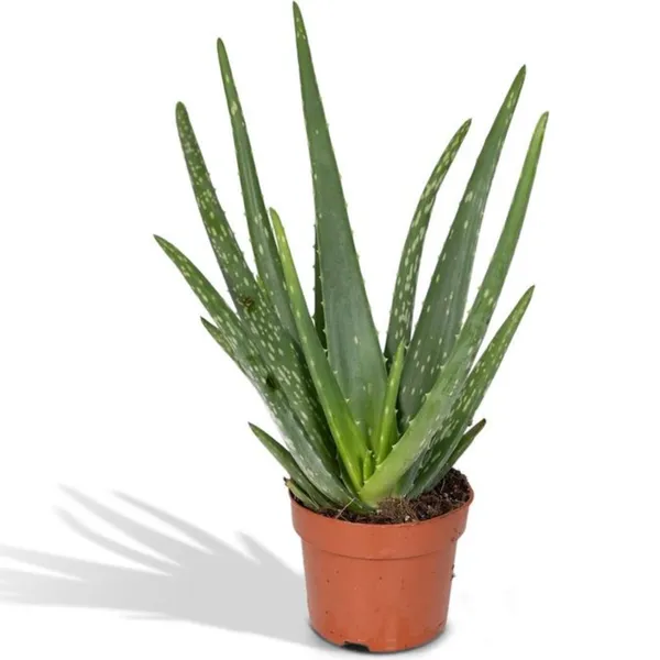 Mini_Aloe_Vera_Live_Plant_Default_Title