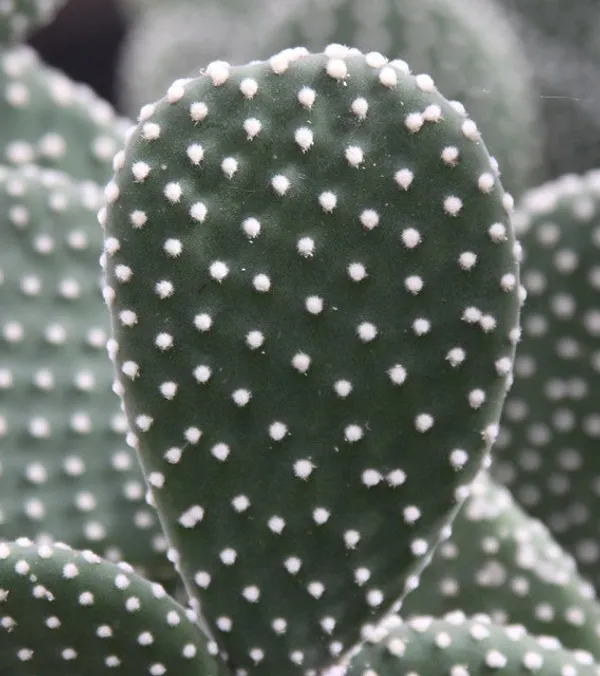 Polka_Dot_Cactus_Bunny_Ear_Opunita_Cactus_Live_Plant_Default_Title