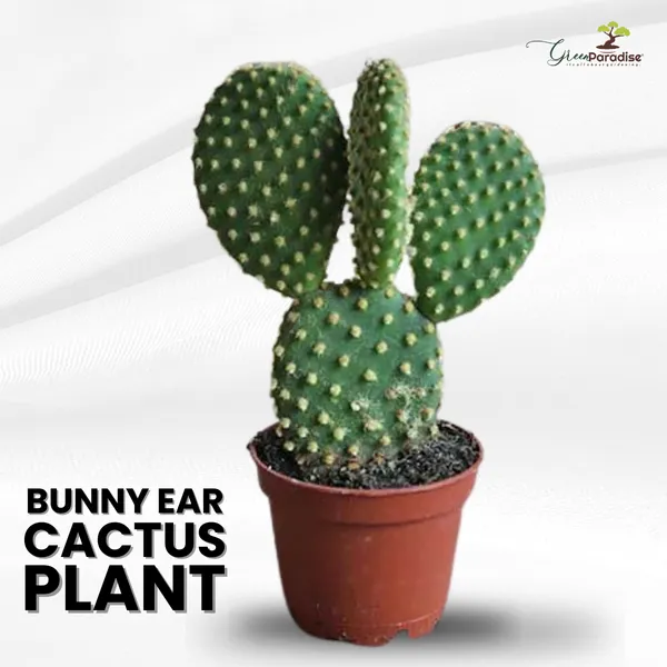 Polka_Dot_Cactus_Bunny_Ear_Opunita_Cactus_Live_Plant_Default_Title