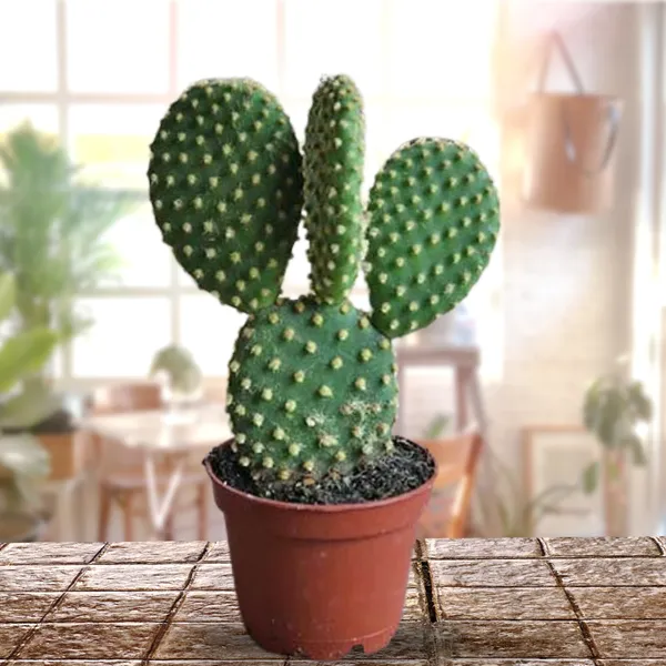 Polka_Dot_Cactus_Bunny_Ear_Opunita_Cactus_Live_Plant_Default_Title