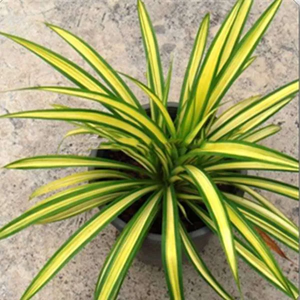 Pandanus_Variegated_Golden_Indoor_Live_Plant_Default_Title