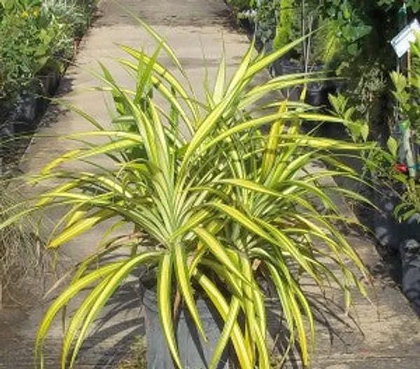 Pandanus_Variegated_Golden_Indoor_Live_Plant_Default_Title