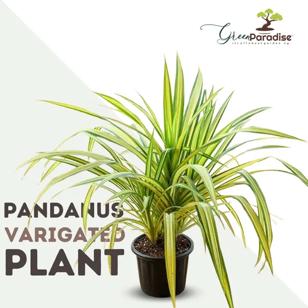 Pandanus_Variegated_Golden_Indoor_Live_Plant_Default_Title