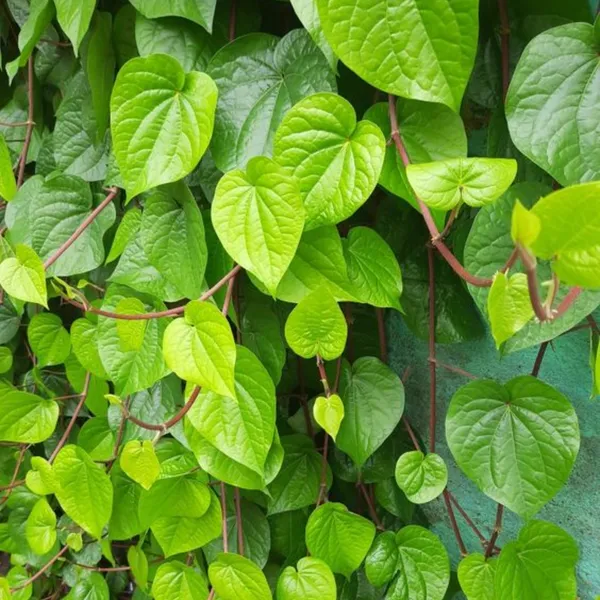 Maghai_Pan_Nagarvel_Betel_Leaf_Live_Plant_Default_Title