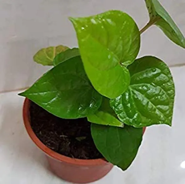 Maghai_Pan_Nagarvel_Betel_Leaf_Live_Plant_Default_Title