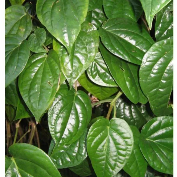 Maghai_Pan_Nagarvel_Betel_Leaf_Live_Plant_Default_Title