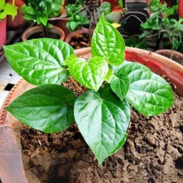 Maghai_Pan_Nagarvel_Betel_Leaf_Live_Plant_Default_Title