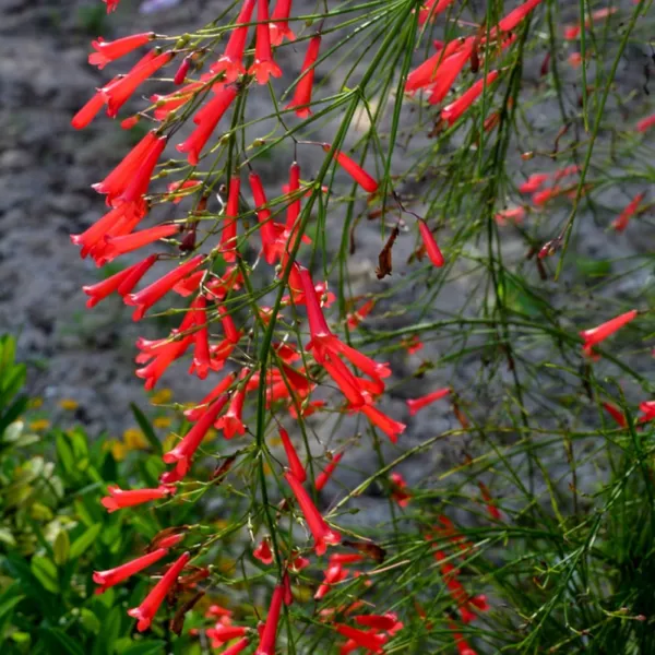 Russelia_Live_Plant_Default_Title