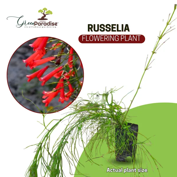 Russelia_Live_Plant_Default_Title