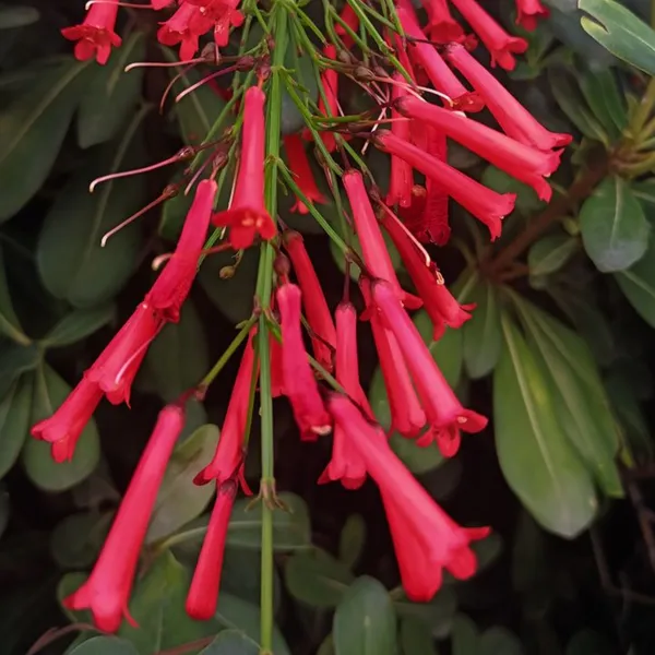 Russelia_Live_Plant_Default_Title