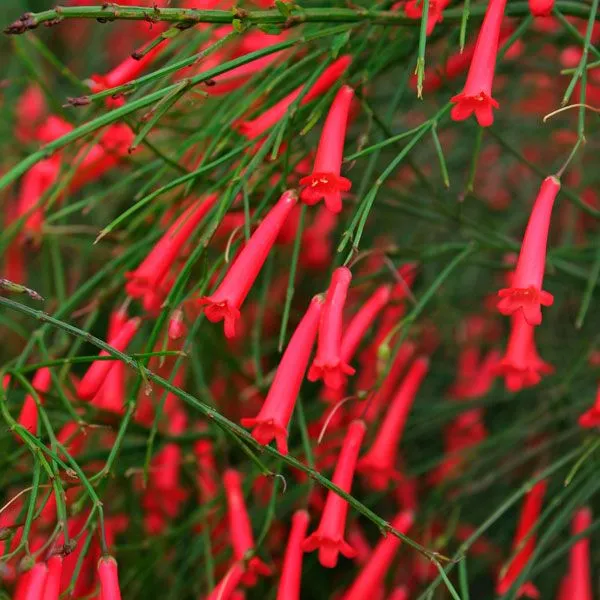 Russelia_Live_Plant_Default_Title