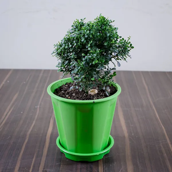 Mini_Madhukamini_Live_Plant_Default_Title