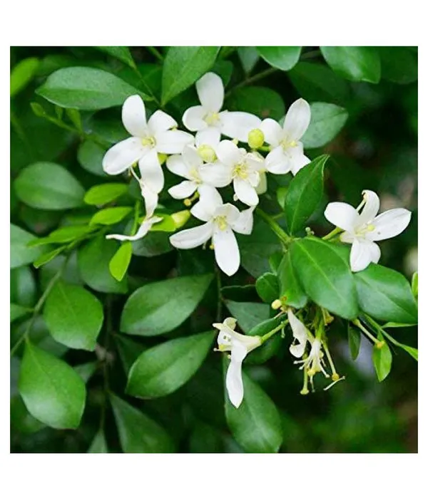 Mini_Madhukamini_Live_Plant_Default_Title