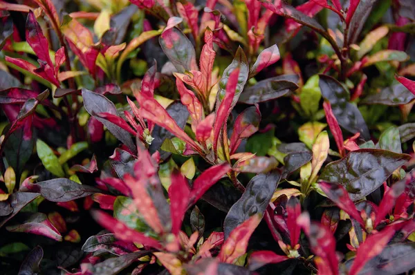 Alternanthera_Ficoidea_Bhaji_Plant_Joseph_S_Coat_Liveplant_Default_Title