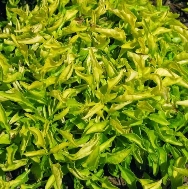 Alternanthera_Yellow_Bhaji_Joseph_S_Coat_Live_Plant_Default_Title