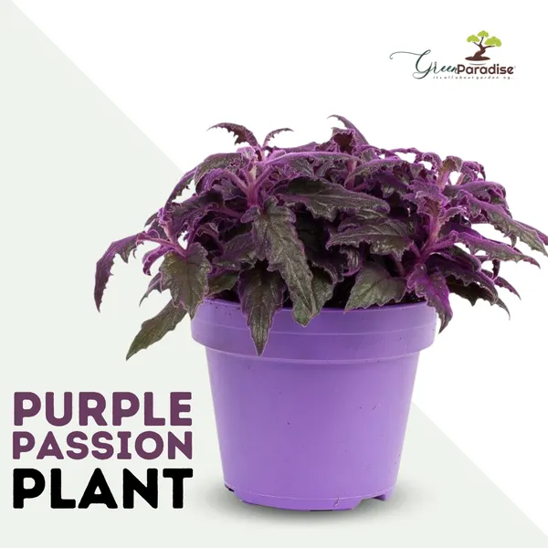 Purple_Passion_Live_Plant_Default_Title