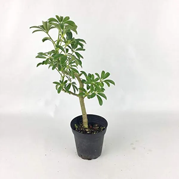 Mini_Schefflera_Bonsai_Live_Plant_Default_Title