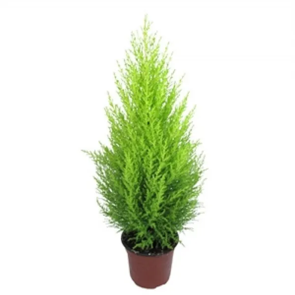 Golden_Cypress_Bonsai_Suitable_Live_Plant_With_Pot_Default_Title