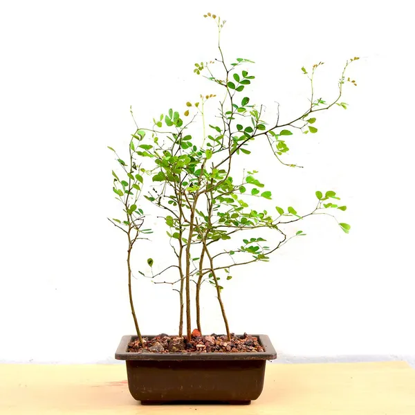 Dividivi_Mini_Forest_With_Bonsai_Pot_Default_Title