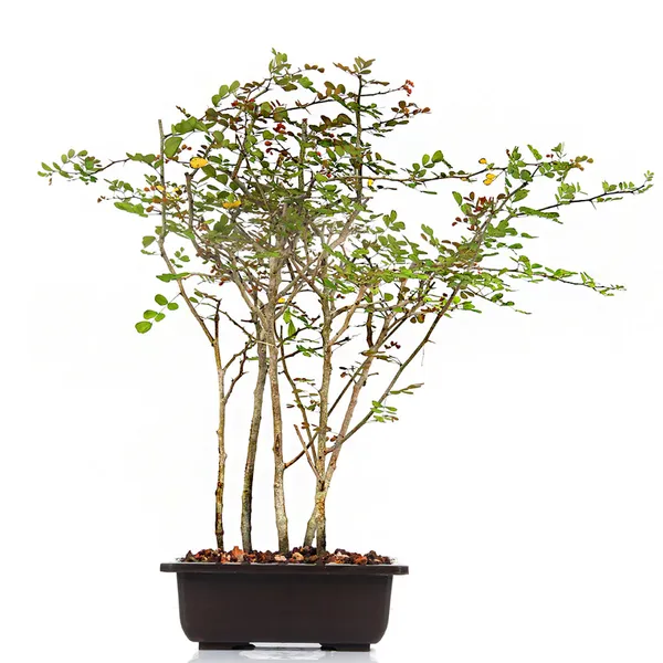 Dividivi_Mini_Forest_With_Bonsai_Pot_Default_Title