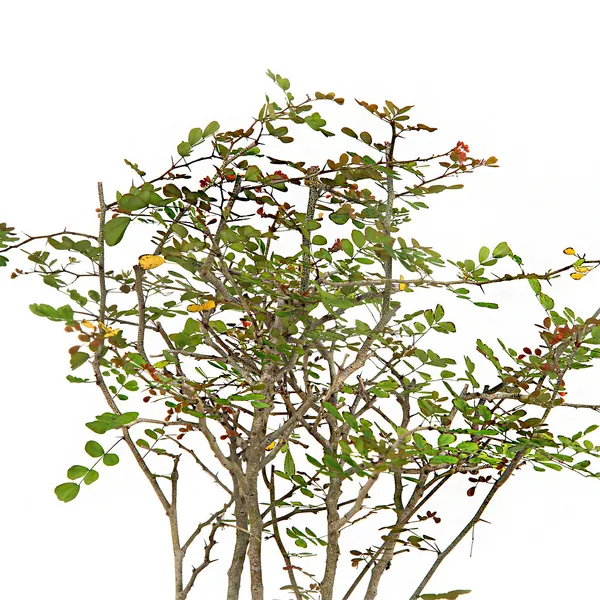 Dividivi_Mini_Forest_With_Bonsai_Pot_Default_Title