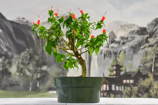 Mini_Sleeping_Hibiscuss_Malvaviscus_Compacta_Bonsai_Sappling_Live_Plant_Default_Title