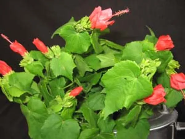 Mini_Sleeping_Hibiscuss_Malvaviscus_Compacta_Bonsai_Sappling_Live_Plant_Default_Title