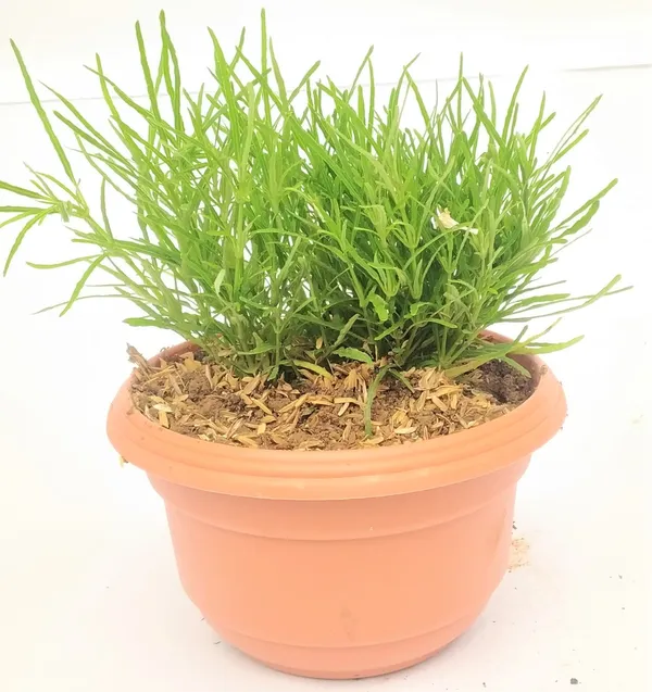 Mini_Flowering_Grass_Suitable_For_Mini_Landscapes_Fairy_Garden_Potted_Garden_Bonsai_Landscapes_Land_Covering_Default_Title